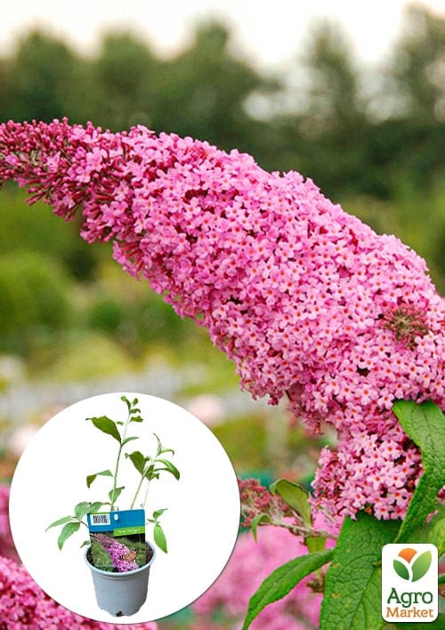 LMTD Буддлея Давида "Royal Pink" висота 35-50см