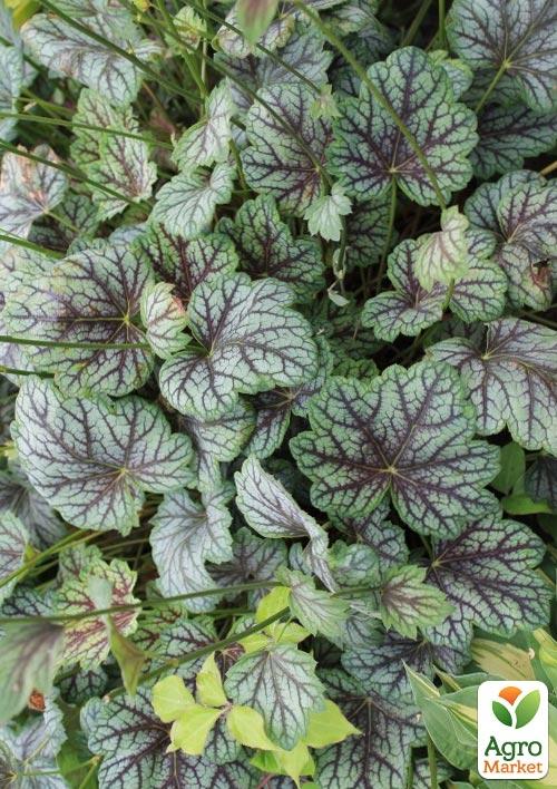 Гейхера (Heuchera) "Venus" 