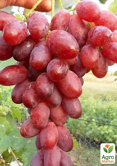 Виноград кишмиш "Подяка Полякам" (ранньостигла, солодка, соковита ягода)