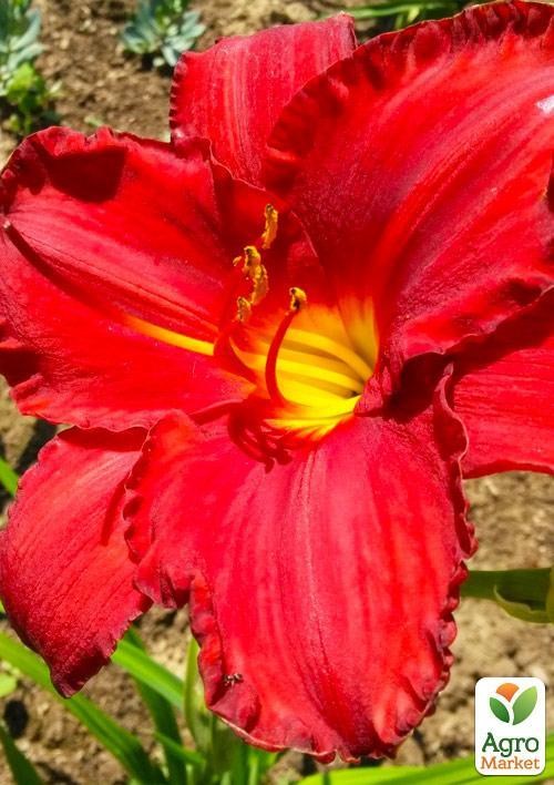 Лілійник "Prince Redbird" 1шт в упаковці