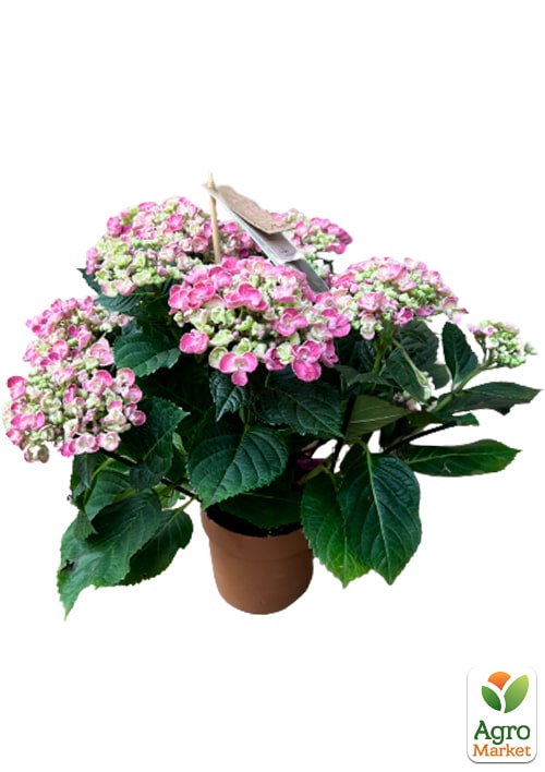LMTD Гортензия крупнолистная кудрявая цветущая 2-х летняя "Curly Wurly Pink" (25-35см) - фото 5