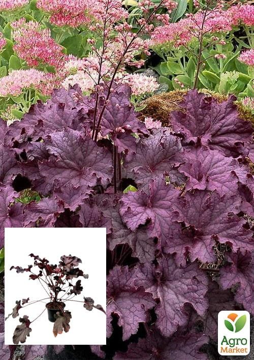 Гейхера 3-х летняя "Amethyst Myst" (высота 20-40см)