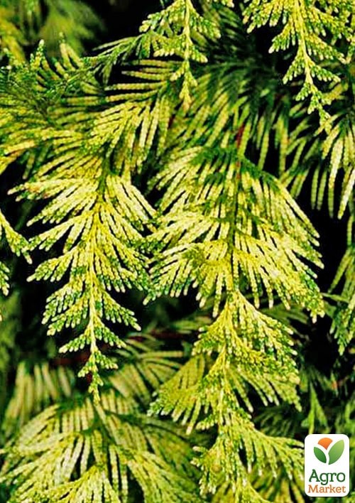Туя складчатая "Irish Gold" контейнер P9 - фото 2