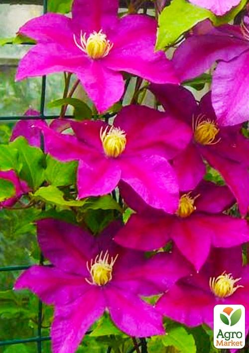 Клематис 3-х летний "Sunset" С2 - фото 5