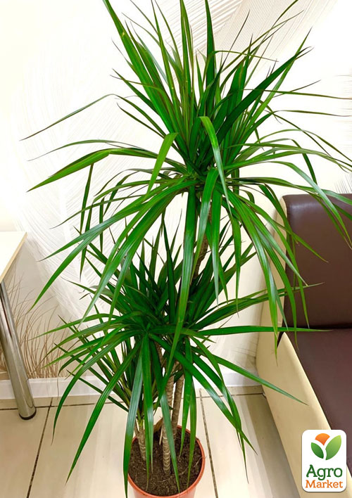 LMTD Драцена "Marginata" (триярусна, висота 130-150см) вазон С5 - фото 8