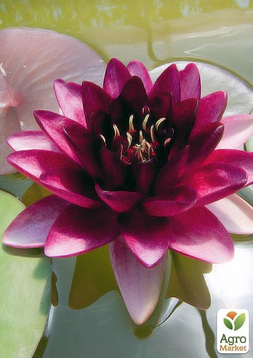 Нимфея "Алмост Блэк"