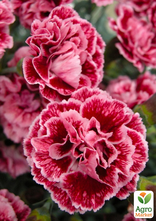 Гвоздика Махровая "Sugar Plum" 