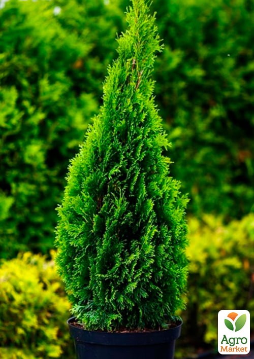 Туя західна "Smaragd" (ком/сітка) висота 120-150 см - фото 2