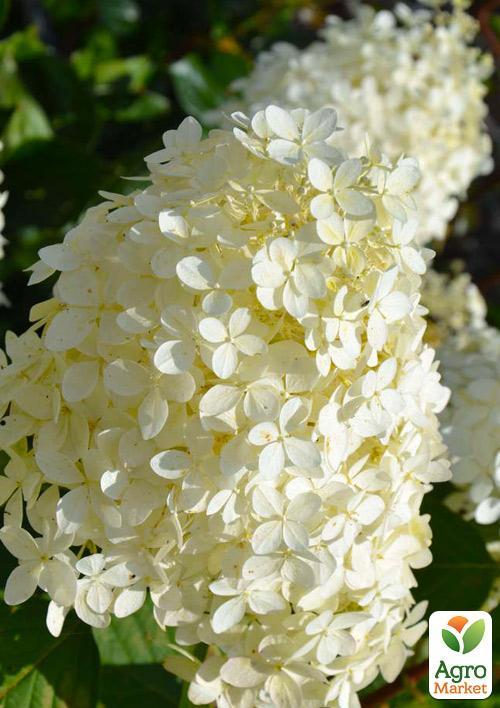 Гортензия метельчатая "Bobo" 