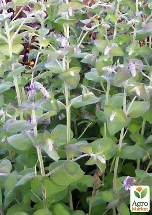 Мята болотная Аргентифолия - фото 2