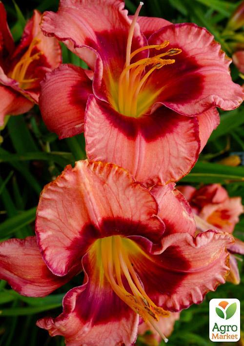 Лілійник "Dan Mahony" 1шт в упаковці