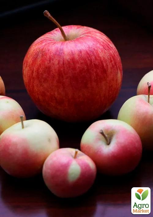 Яблоня "Целесте" (летний сорт позднего срока созревания) - фото 4