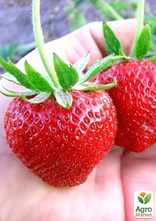 Полуниця "Польський Елькат" 5шт (середнього терміну дозрівання) - фото 3
