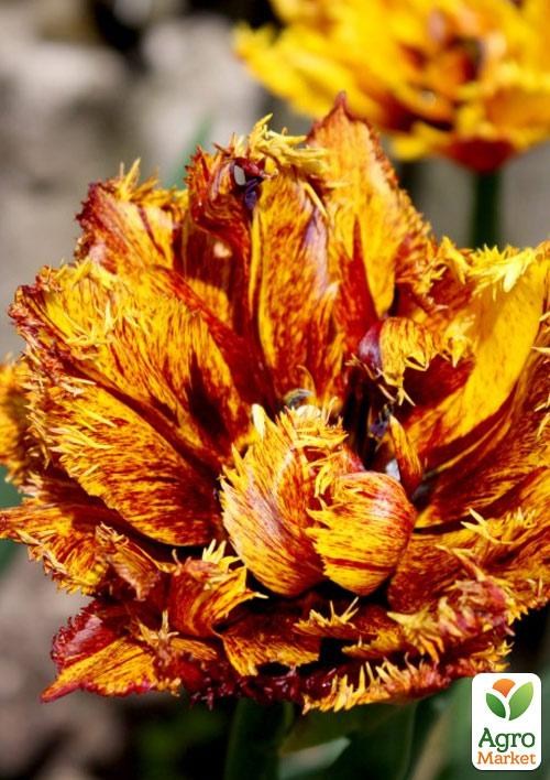 Тюльпан «Bastia»