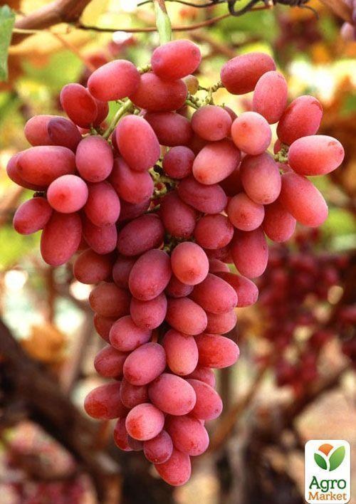 Виноград "ПАР"