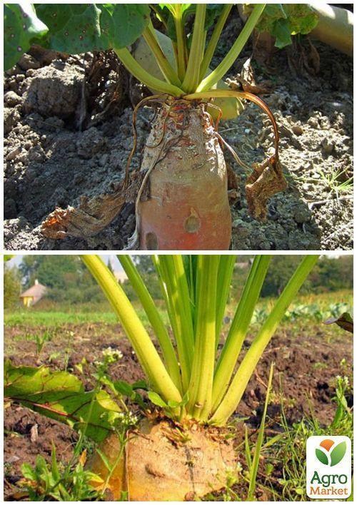 На вагу Буряк кормовий "Центаур Полі" ТМ "Весна" ціна за 15г - фото 4