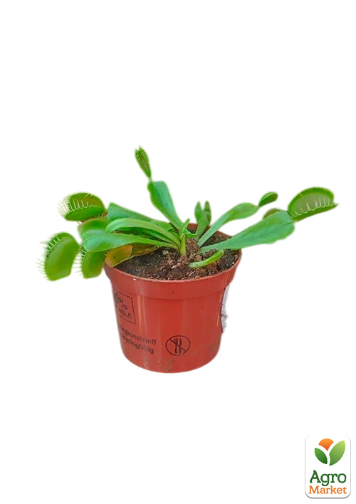 Венерина Мухоловка (Dionaea Muscipula)