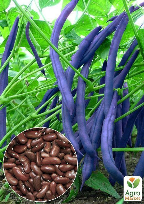 На вагу Квасоля спаржева "Угорська синя" ТМ "Весна" ціна за 5г