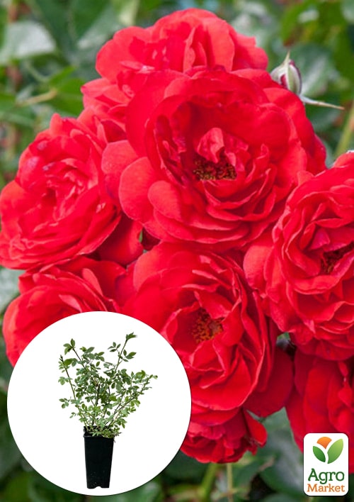 Роза почвопокровная "Скарлет" в контейнере, высший сорт