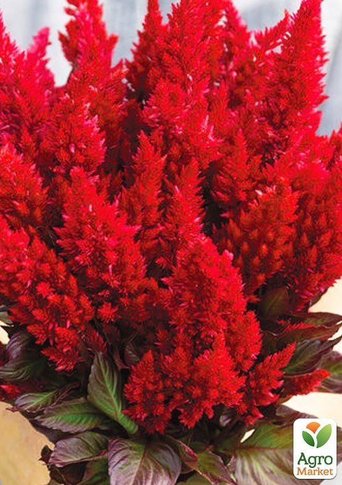 Целозія темнолистна "New Look"