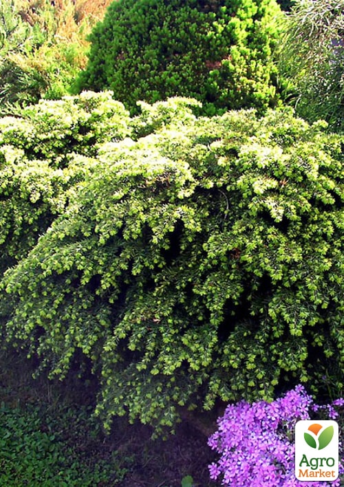 Тсуга канадская "Jeddeloh" C2, высота 15-20см, диаметр 20-30см