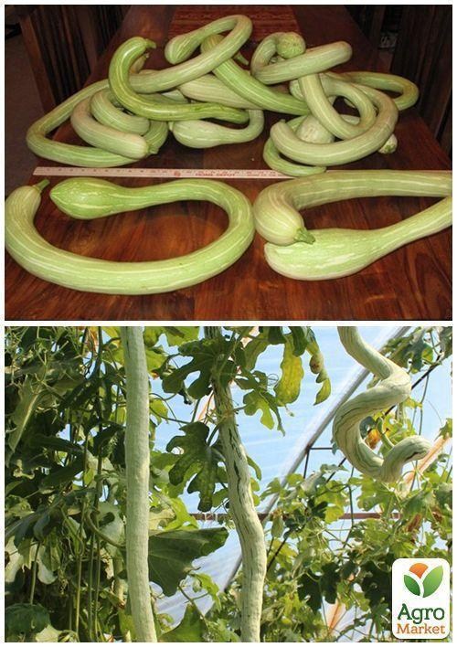 На вагу Гарбуз декоративна "Горн Альбенга" ТМ "Весна" ціна за 5г - фото 3