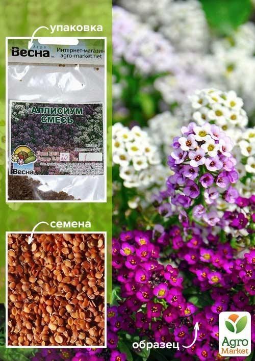 Аліссум суміш (Зіпер) ТМ "Весна" 0,5г