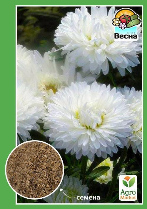 Айстра "Карликова біла" ТМ "Весна" 0.2г
