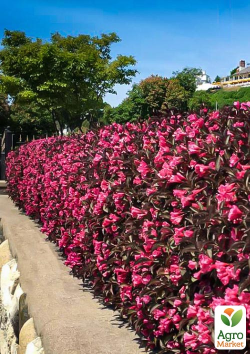 Вейгела "Alexandra" (Weigela Florida)