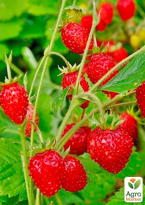 Земляника ремонтантная крупноплодная "Времена года" горшок P9 - фото 2