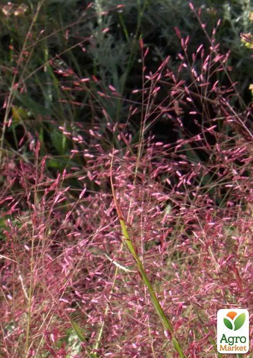 Эрагростис розовый "Eragrostis spectabilis"  - фото 2