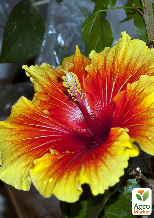 Гибискус комнатный "New Apollo" (контейнер С3)