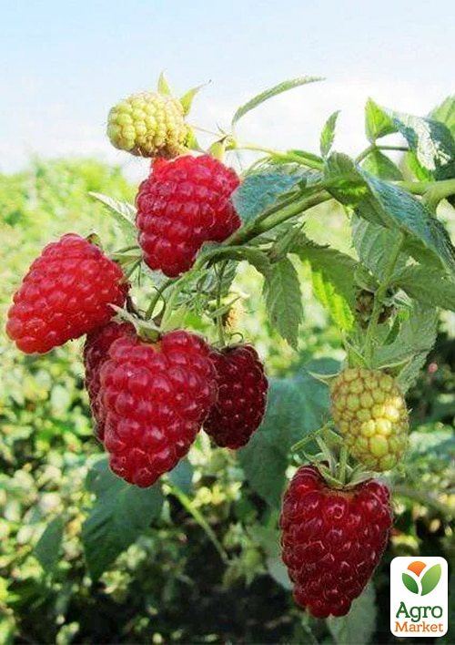 Малиновое дерево "Жар-Птица"  - фото 2