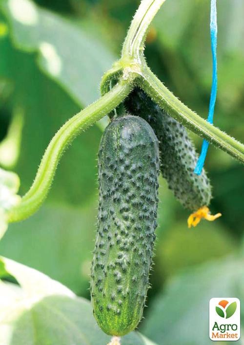 Огірок «Шарж» (у банці) ТМ «Весна Органік» 2г