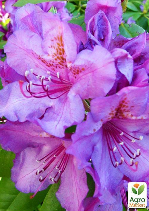 Рододендрон ліловий "Катевбинський" (Catawbiense) - фото 6