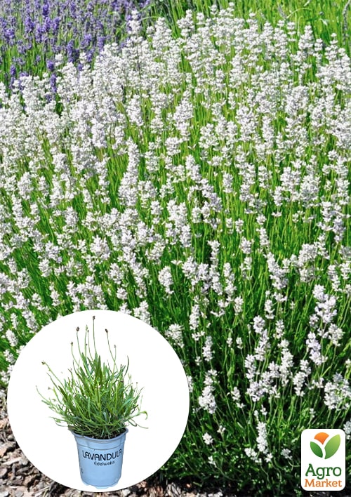 LMTD Лаванда белоснежная 2-х летняя "Edelweiss" (20-30см)