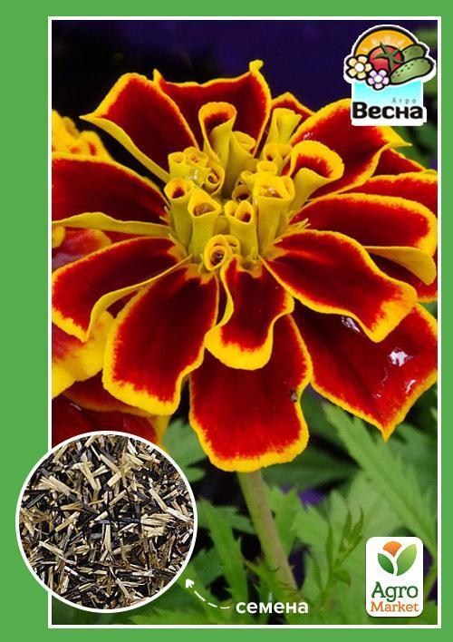 Бархатцы "Вишневый браслет" ТМ "Весна" 0.3г