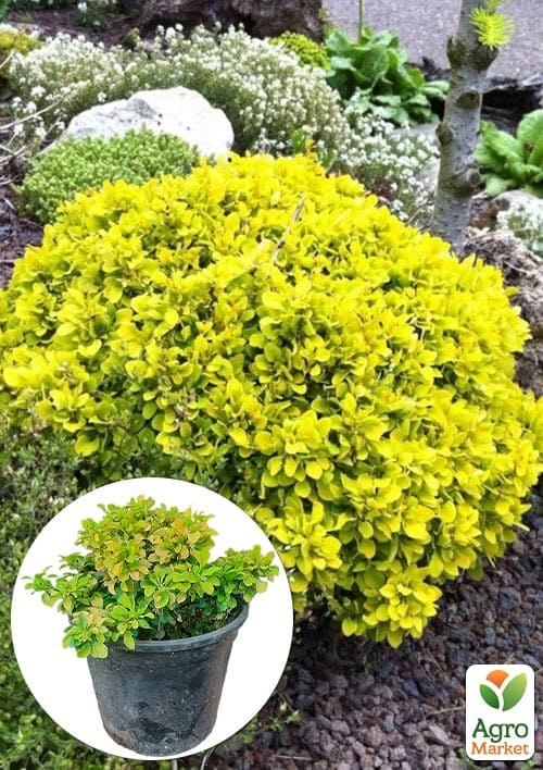 Барбарис Тунберга 2-х річний "Tiny Gold" С3