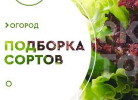 Як виростити салат на підвіконні - корисні статті про садівництво від Agro-Market