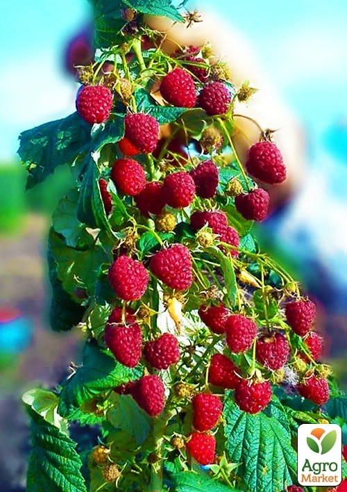 Малиновое дерево "Столешник"