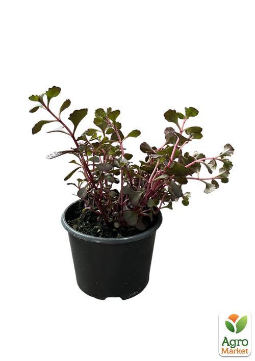 Очиток помилковий «Кров Драконів» (Sedum spurium «Dragons Blood») - фото 2