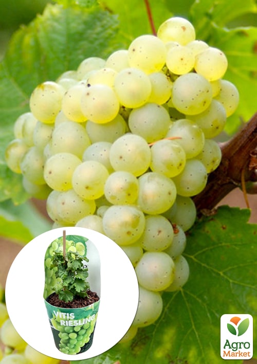 LMTD Виноград "Riesling" (сортовий, укорінений)