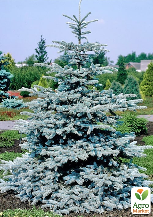 Ель колючая голубая "Suрer Blue" высота 35-50см