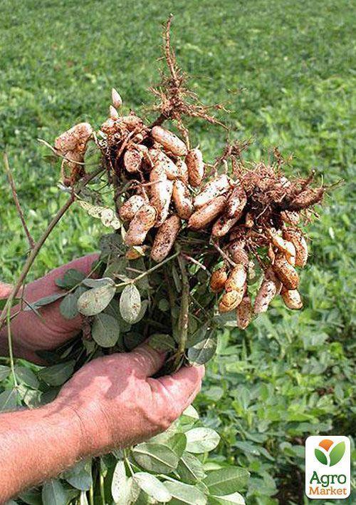 Арахіс "Валенсія Українська" ТМ "Vesna Select" 10шт - фото 3