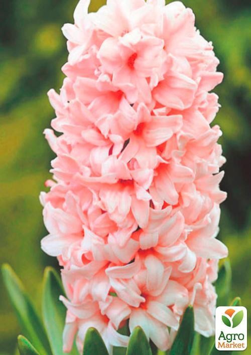Гиацинт "China Pink" (размер 15/16 , крупный) 2шт в упаковке