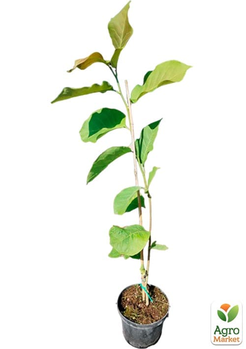 Магнолия 2-х летняя гибридная "Judy" (высота 30-40см) - фото 3