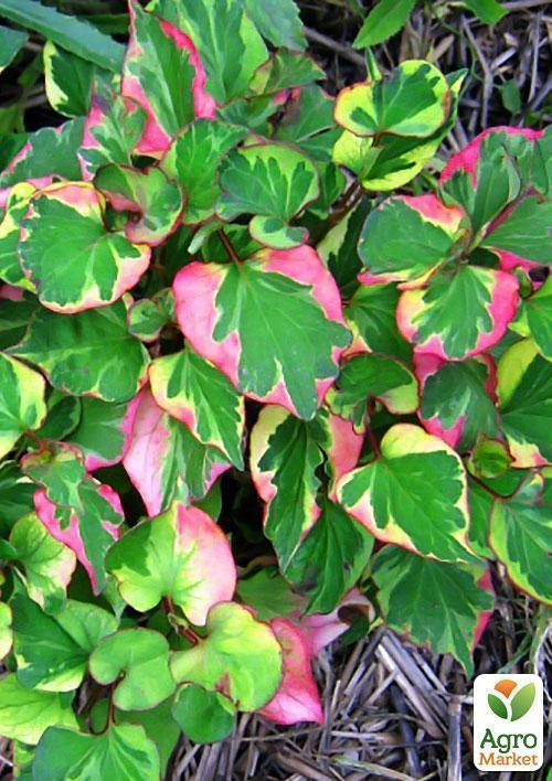 Хоуттюйния сердцевидная Хамелеон - фото 4