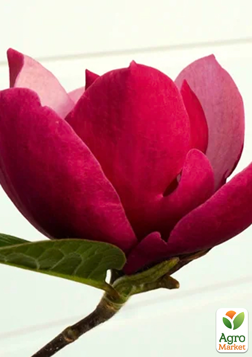 Магнолия 4-х летняя "Red Smile" (высота 80-100см) - фото 3