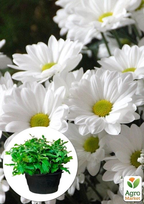 Хризантема Садовая "Verano Jay" (высота 30-50см)