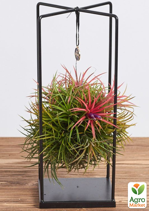 LMTD Тілландсія «Ionantha» на підвісній основі прямокутник 30см